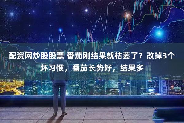 配资网炒股股票 番茄刚结果就枯萎了？改掉3个坏习惯，番茄长势好，结果多